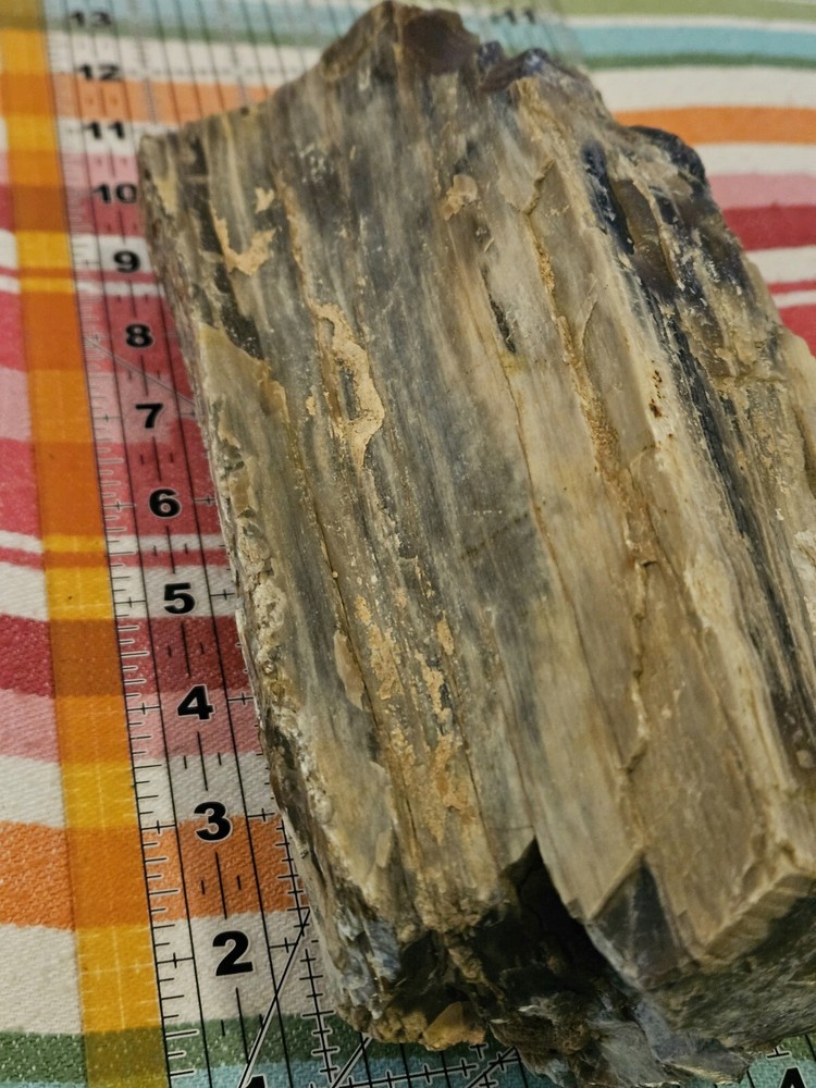 Petrified Wood 6lb 7oz