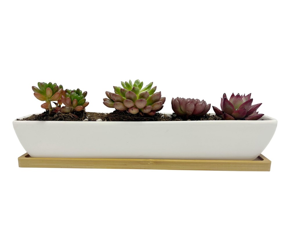 Ceramic Planter Pot Long Rectangular White Succulent Tray