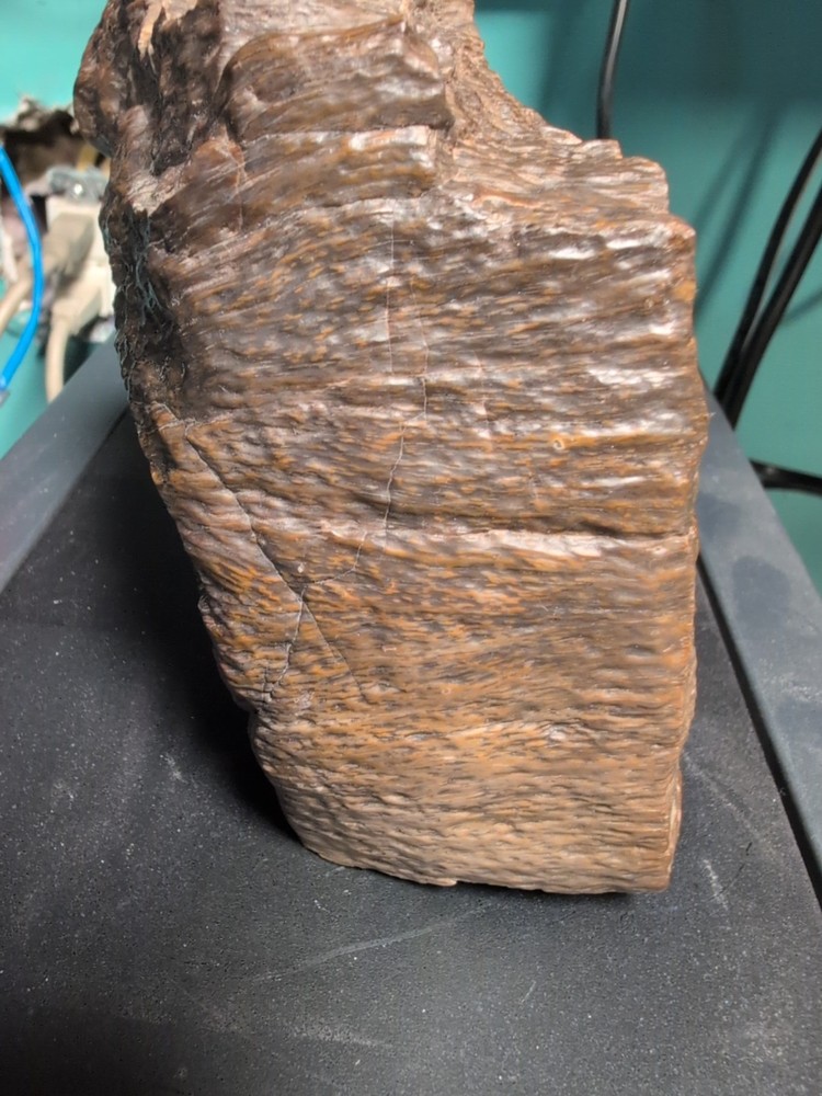 petrified wood slab polished