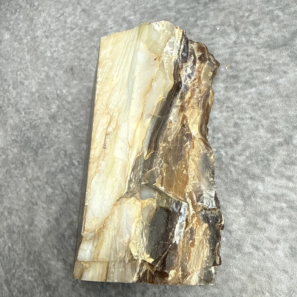 Petrified Wood Cut Slab 1185g 5”