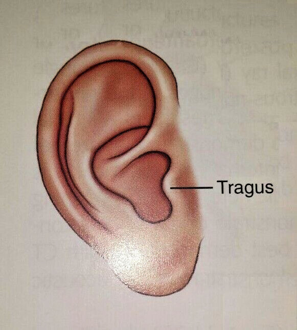 Face Mask Wire Adult Ivory