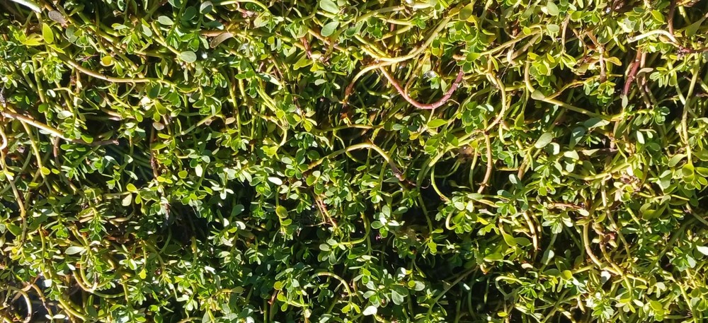 Moneywort - MINIMUM ORDER is 12 plants.