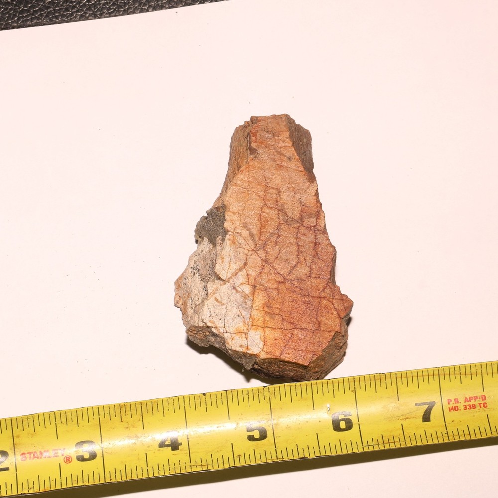 Triceratops Frill Section - CRETACEOUS Hell Creek Formation - Nice Thick CHunk