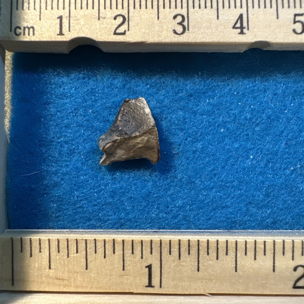 Triceratops Extinct Dinosaur Partial Tooth Fossil in Display Case