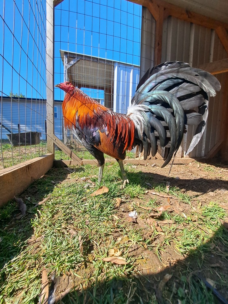 12 Chicken Hatching Eggs.