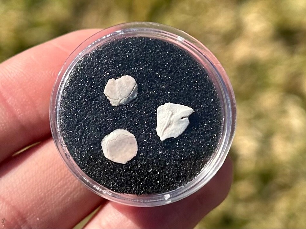 Devonian Fossil Fish Scales Collection in Case Latvia Venta River