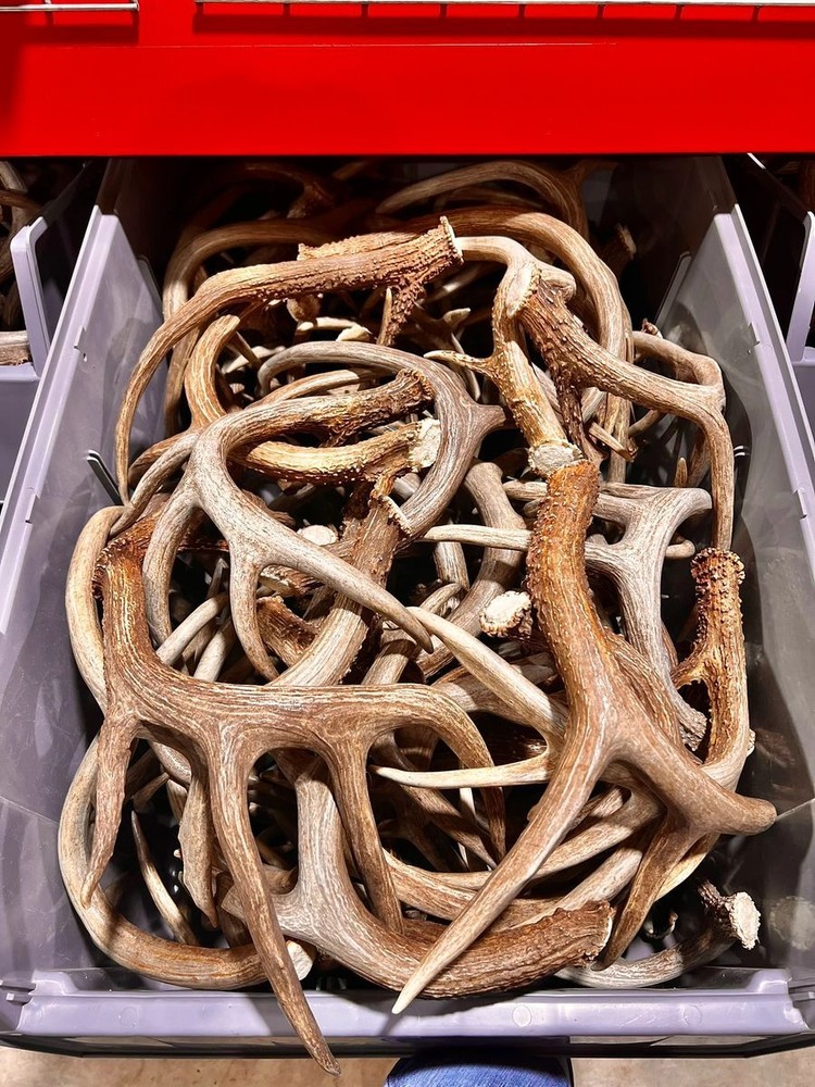 Premium Whitetail Deer Antler Sheds - Large Size - Choose Quantity