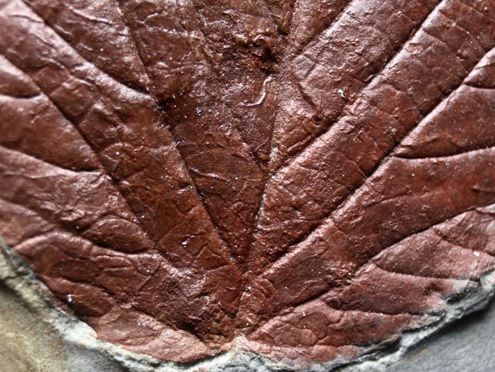Gorgeous Leaf Fossil, Glendive, Montana