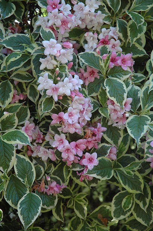 Variegated Weigela  | 2 Bare-roots