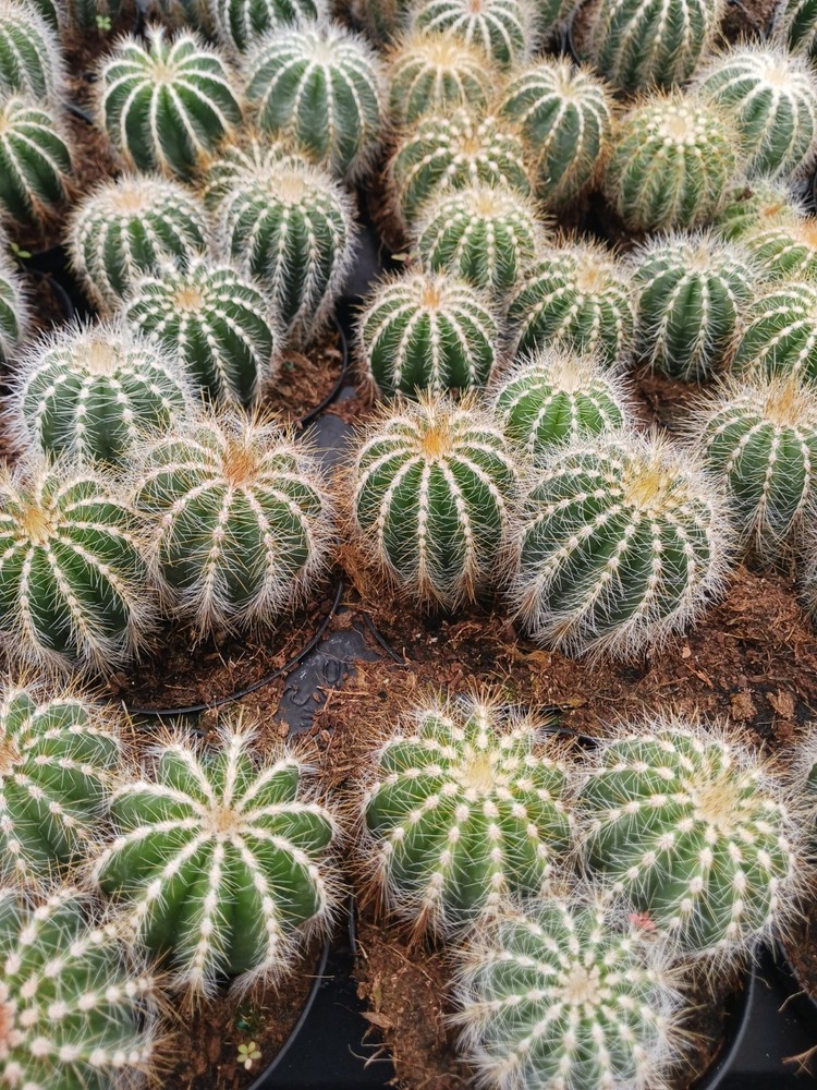 Parodia Magnifica (Balloon Cactus)