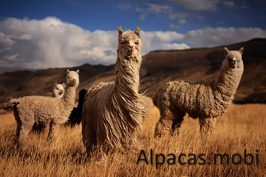 Alpacas.mobi