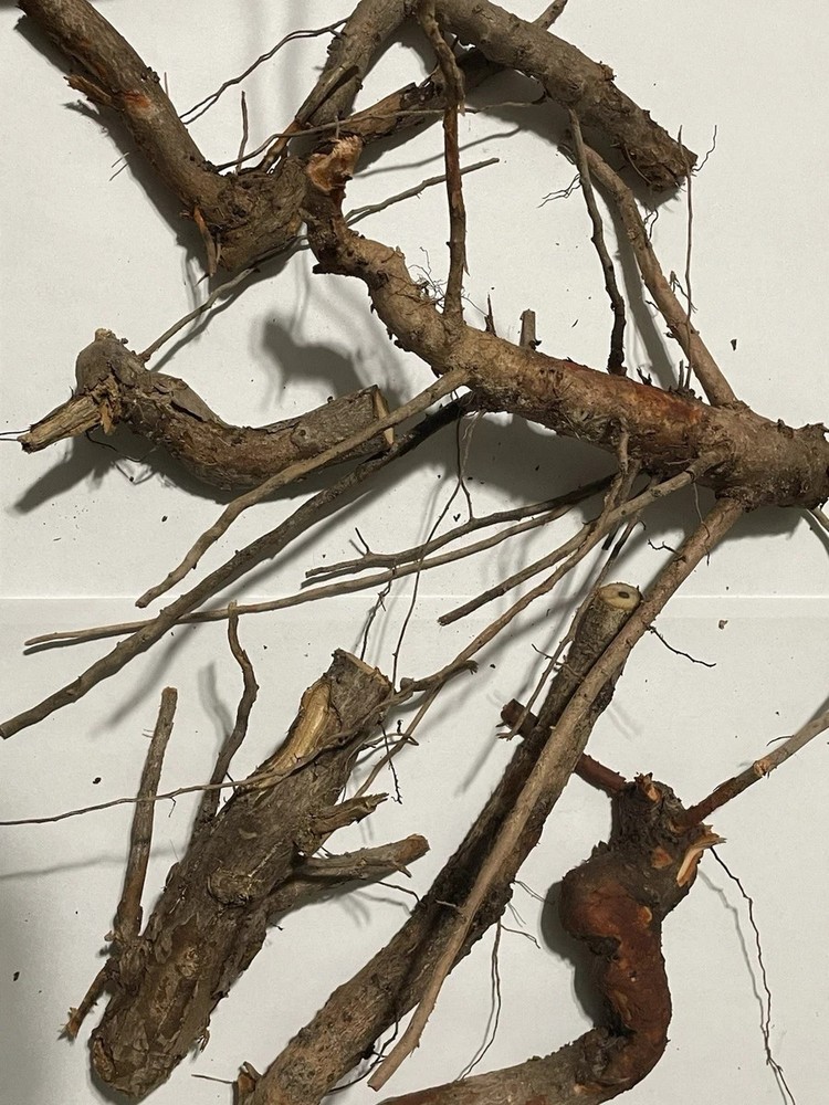 Tennessee Sassafras Root 1 Pound Free Shipping!