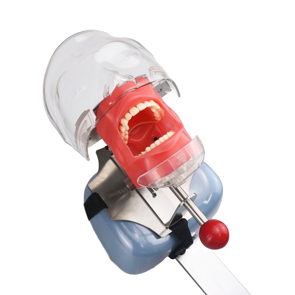 Dental Simulator Mannequin Head Teeth Model Teaching Practicing Head Mold desk