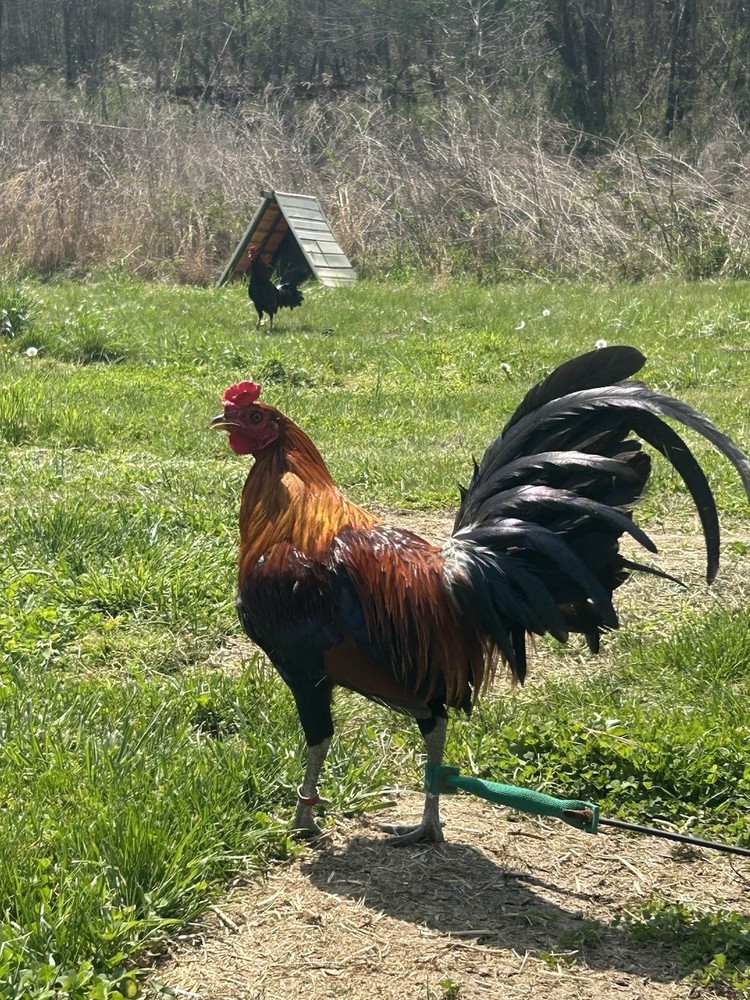 Assorted Hatching Eggs- One Dozen
