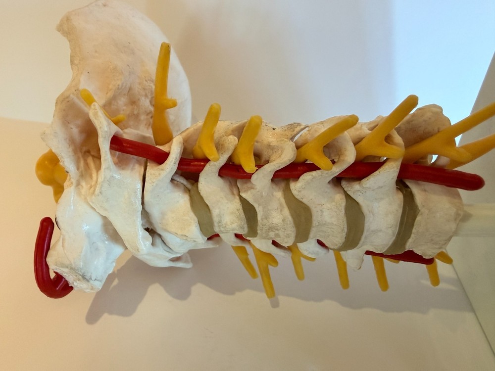 Cervical Spine Model 1000144, A7, 3B Scientific