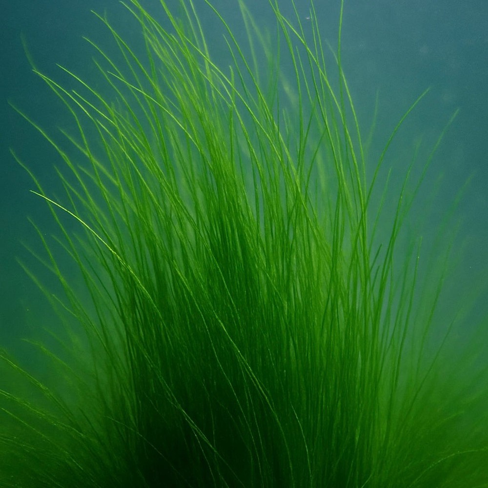Long Sea Grass Macroalgae (Grass Rock)
