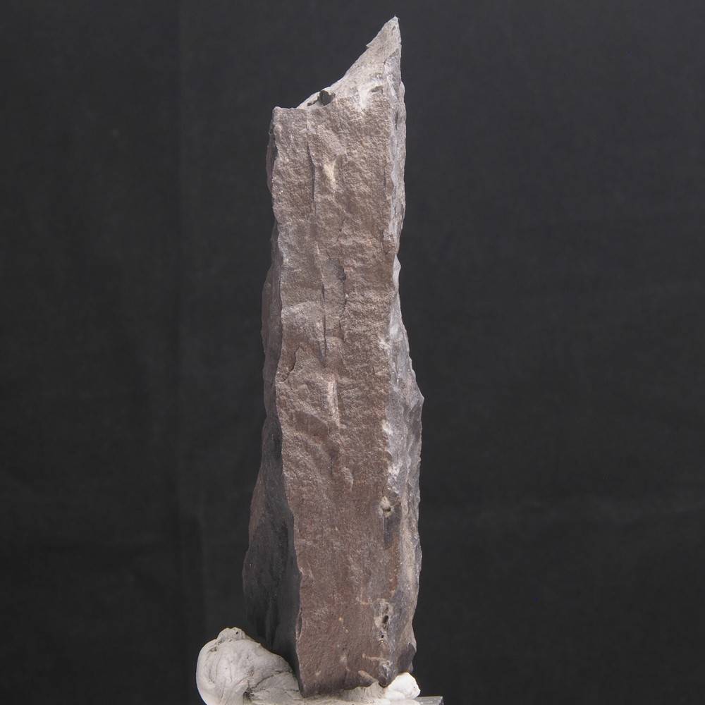FERN FOSSIL - Carboniferous - Leon - SPAIN 1A74