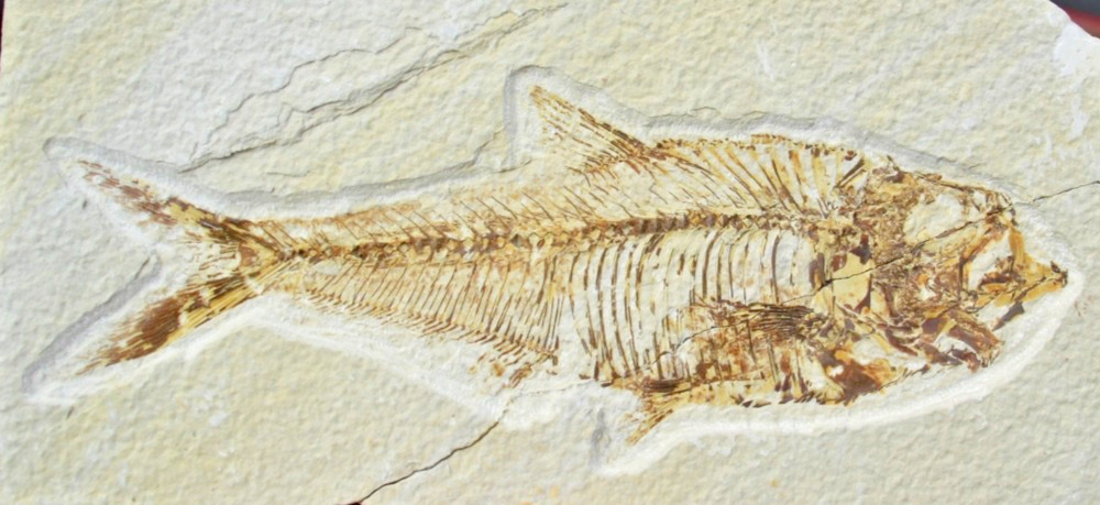 Fossil Fish (repaired)  •  Knightia eocena • 7.0"