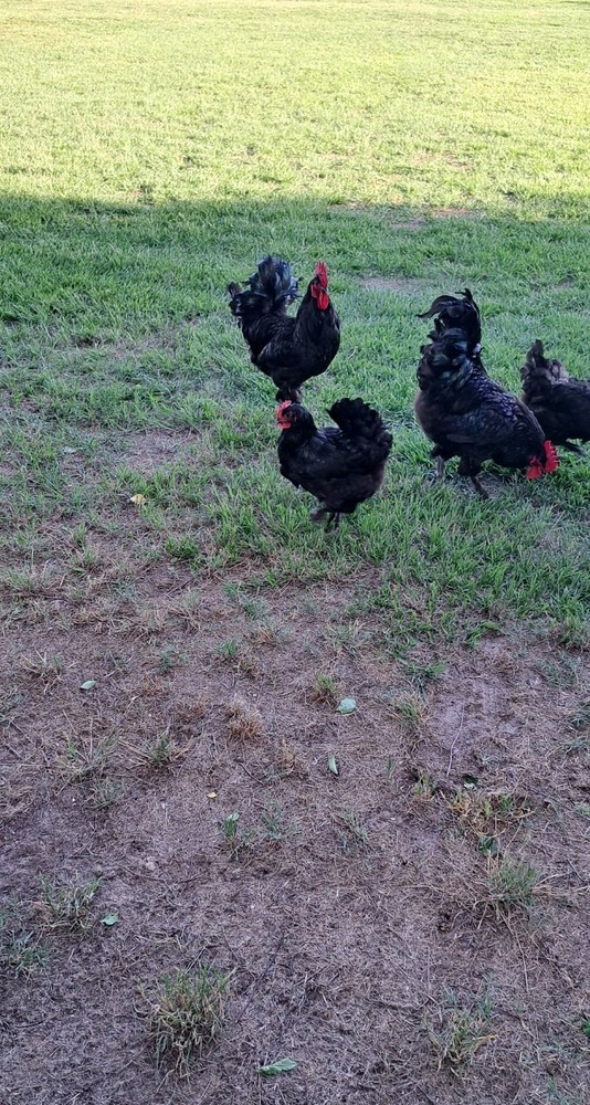 6 Croad Langshan Hatching Eggs (Black)
