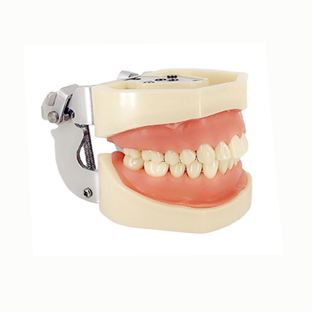 28pcs Teeth All Removable Dental Resin Teeth Model Student Training Tooth Mold