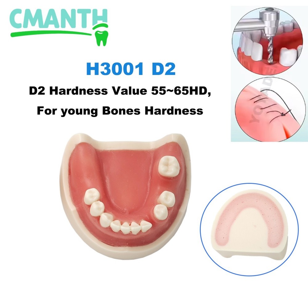 US Dental Implant Model Planting Practice Suture Practice Model Teaching Demo