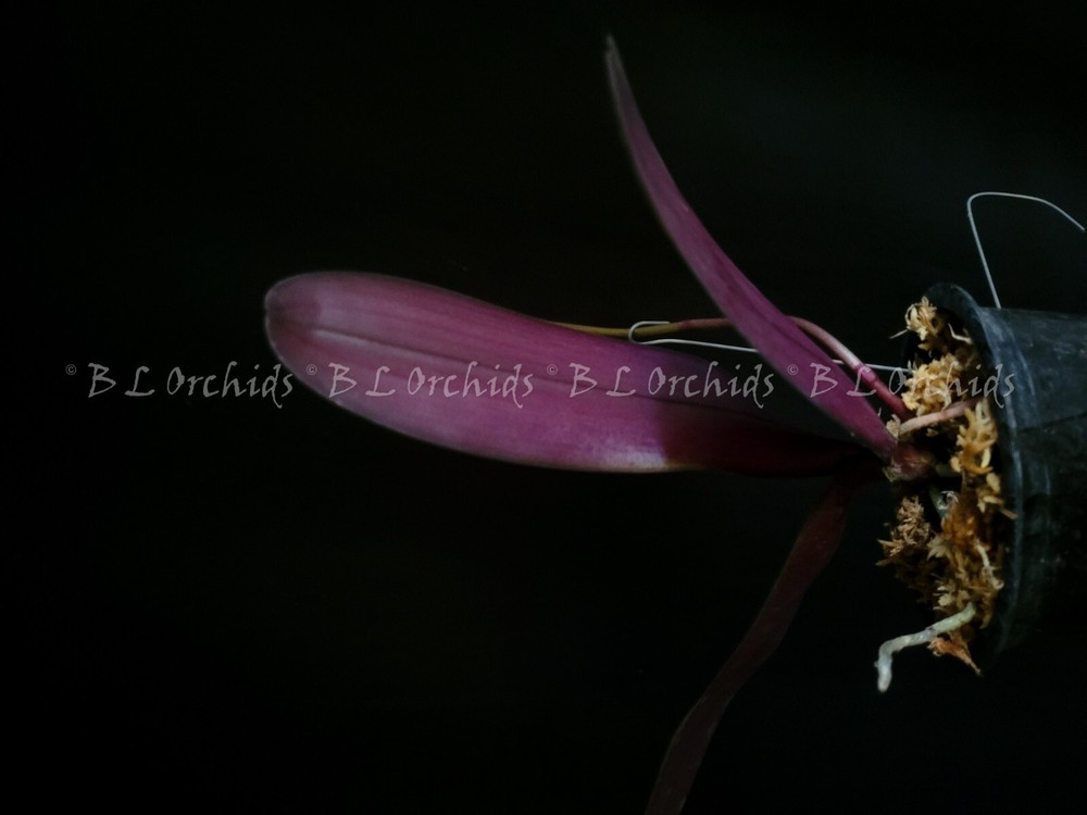 Phalaenopsis schileriana (Fragrant)