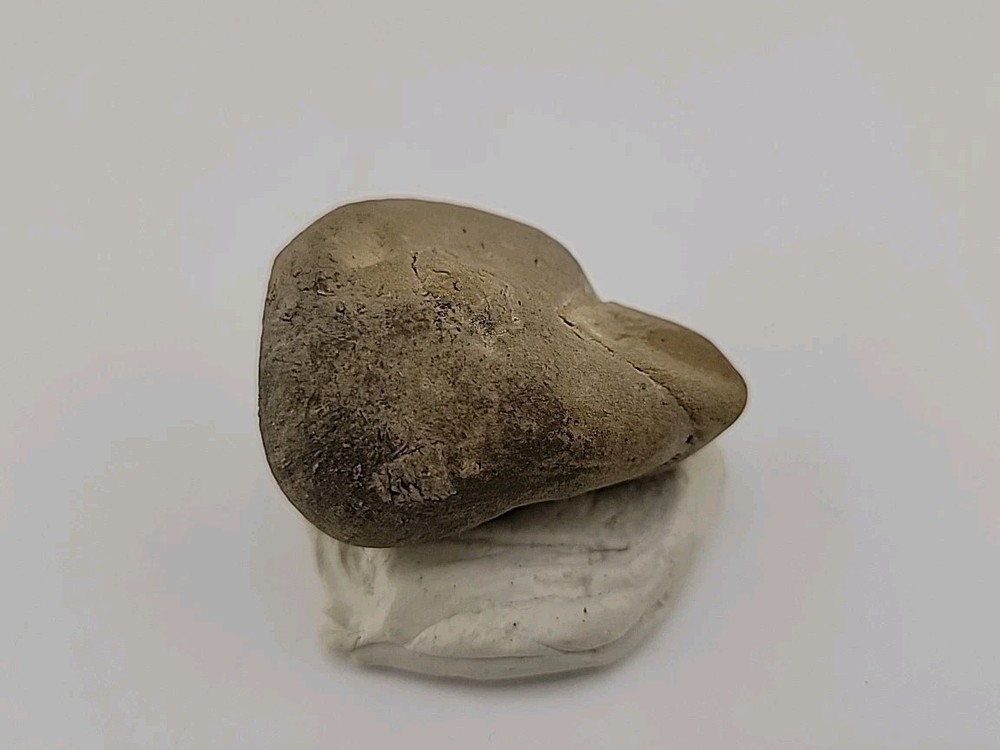 Egg Fossil Permineralized Snake 🐍