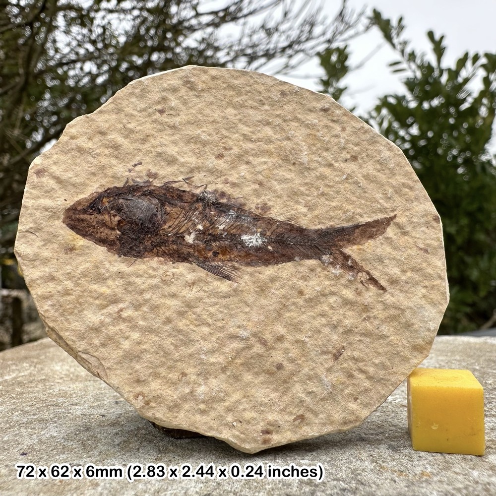 Fossil fish - eocene period, usa