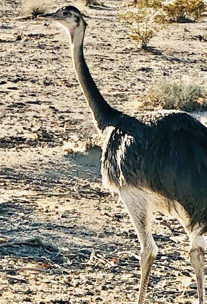 2 Rhea Hatching Eggs