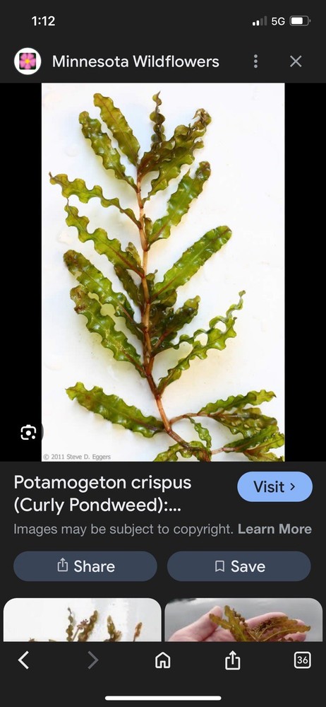 Curly Pondweed / For Aquarium Or Pond