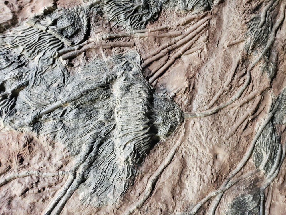 Scyphocrinus Crinoid Morocco Mortality Plate