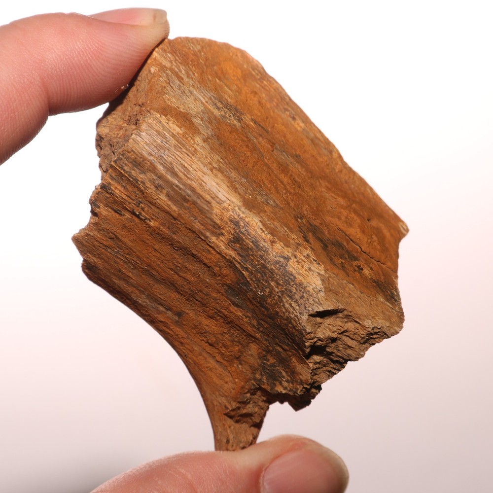 Dinosaur Rib Piece Bone - Fossil - Authentic Hell Creek Formation Cretaceous