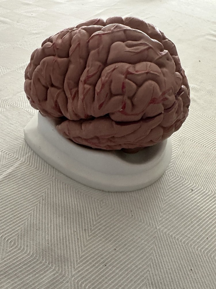 Human Brain Multi-Part Anatomical Model Educational Medical Teaching Aid