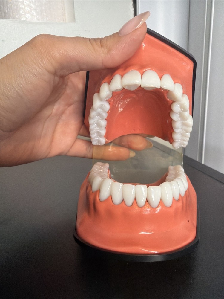 Columbia Dental Form Teeth Dentistry