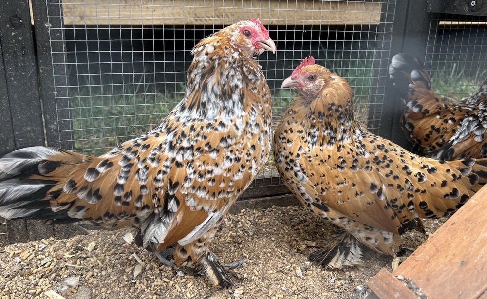 Belgian Bearded Mille Fleur D’Uccle Hatching Eggs 6 Plus 1