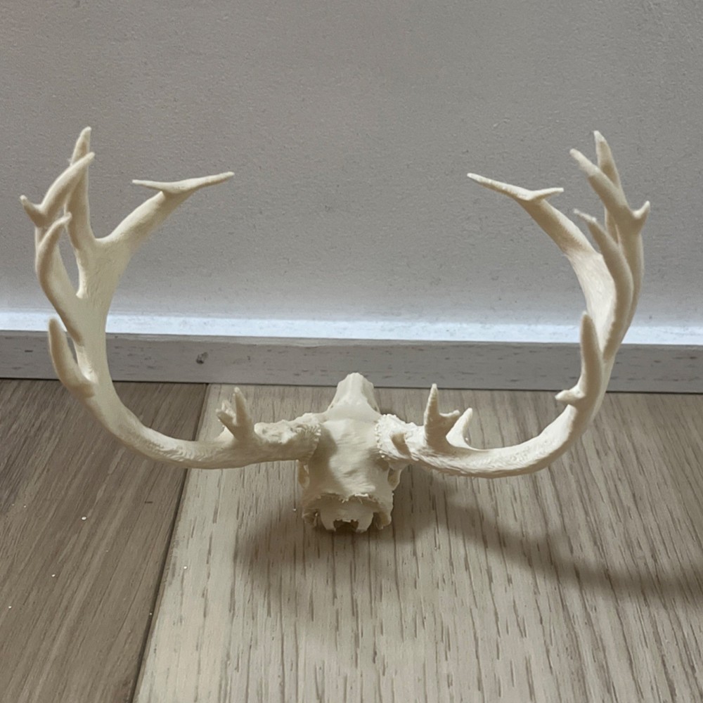 Whitetail Deer Animal Skull Replica