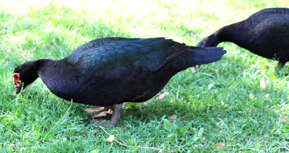 Exhibition Quality Muscovy Hatching Eggs 96% solid BLACK ducks only 12 eggs