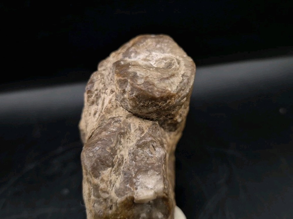 Egg Fossil Reptile 🦎 Permineralized