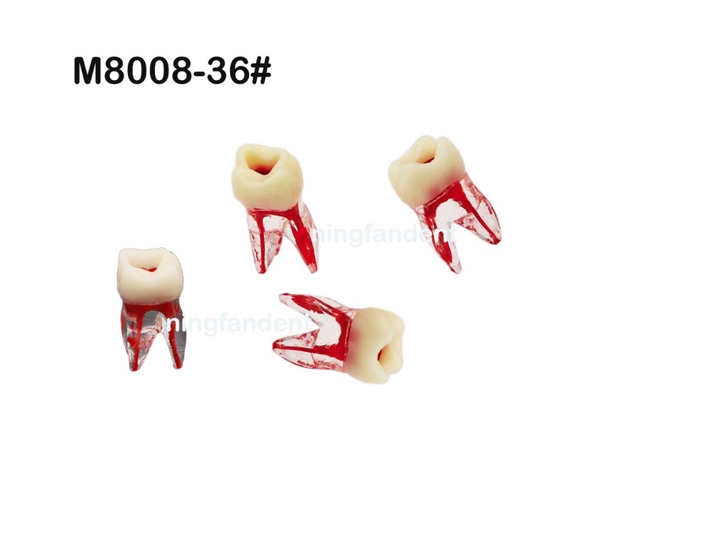 Dental Molar Endo Root Canal Teeth Modle- Study RCT Practice Block Pulp Cavity