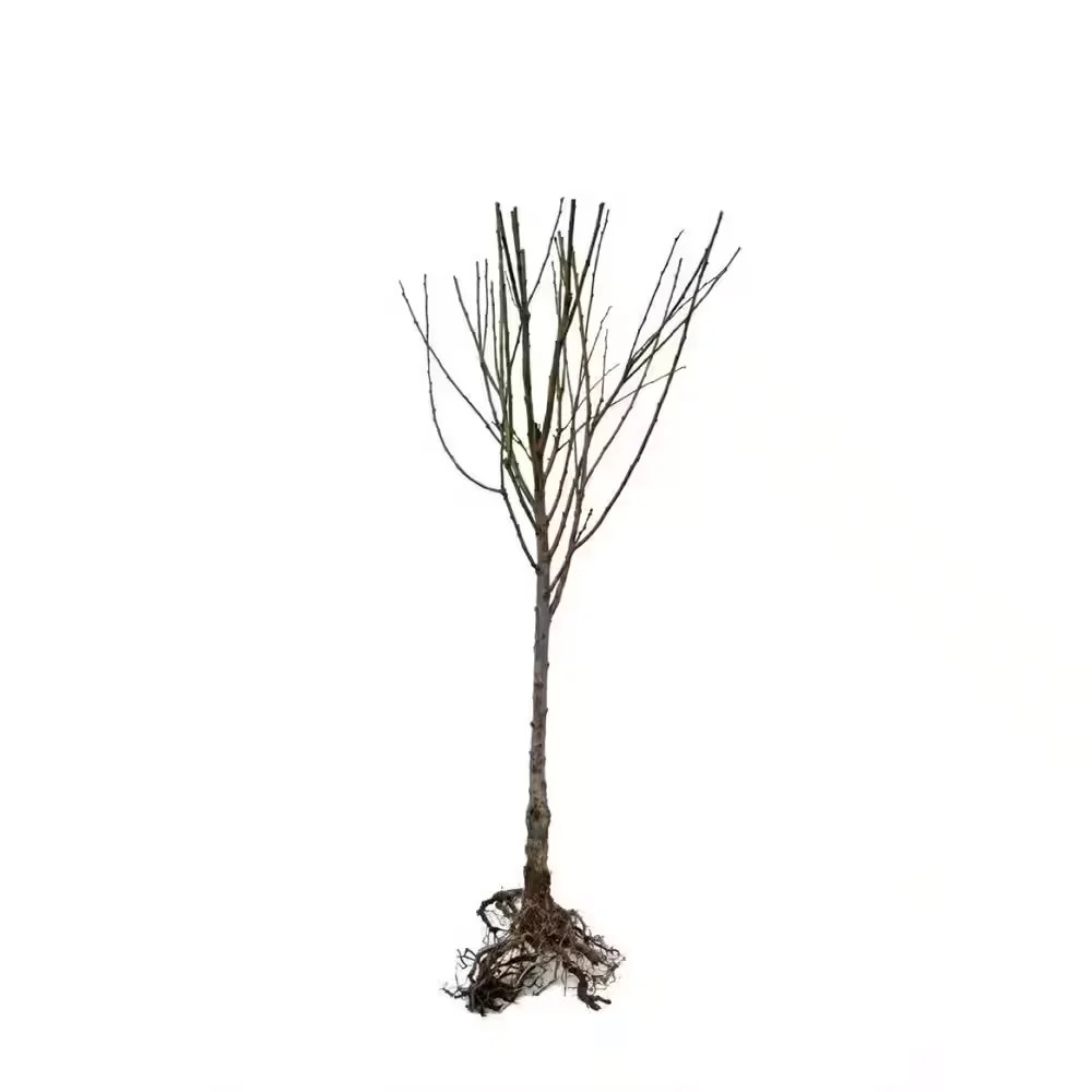 Online Orchards Dwarf Santa Rosa Plum Tree Bare Root Fruit Tree FTPL003