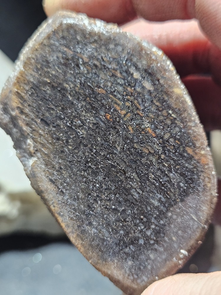 Gem Bone Multicolored Polished Specimen (8.2oz)