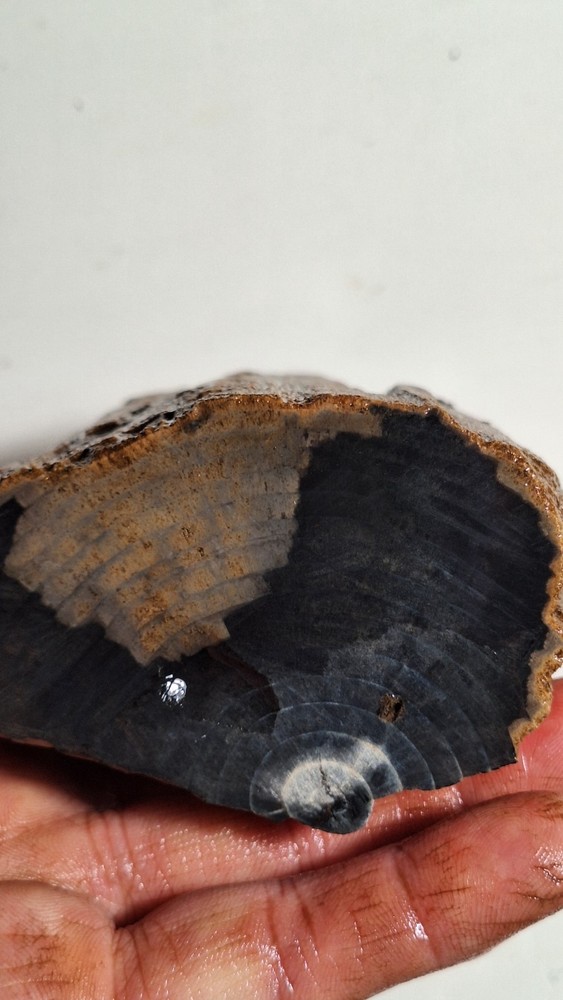 Agatized Petrified Wood