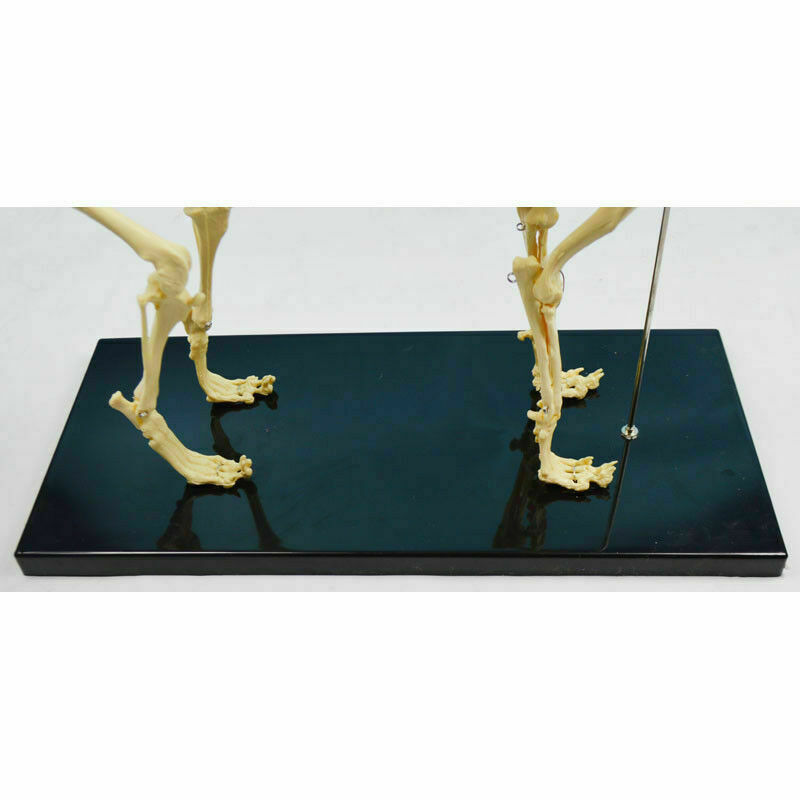 Model Canine Skeleton Standard Size Dog Display Lab Study Veterinary Animal