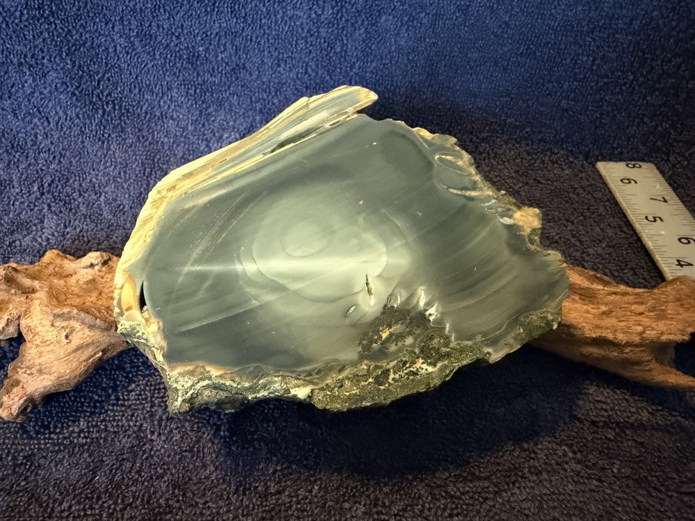 Orbicular Blue Mountain jasper half nodule, lot #10