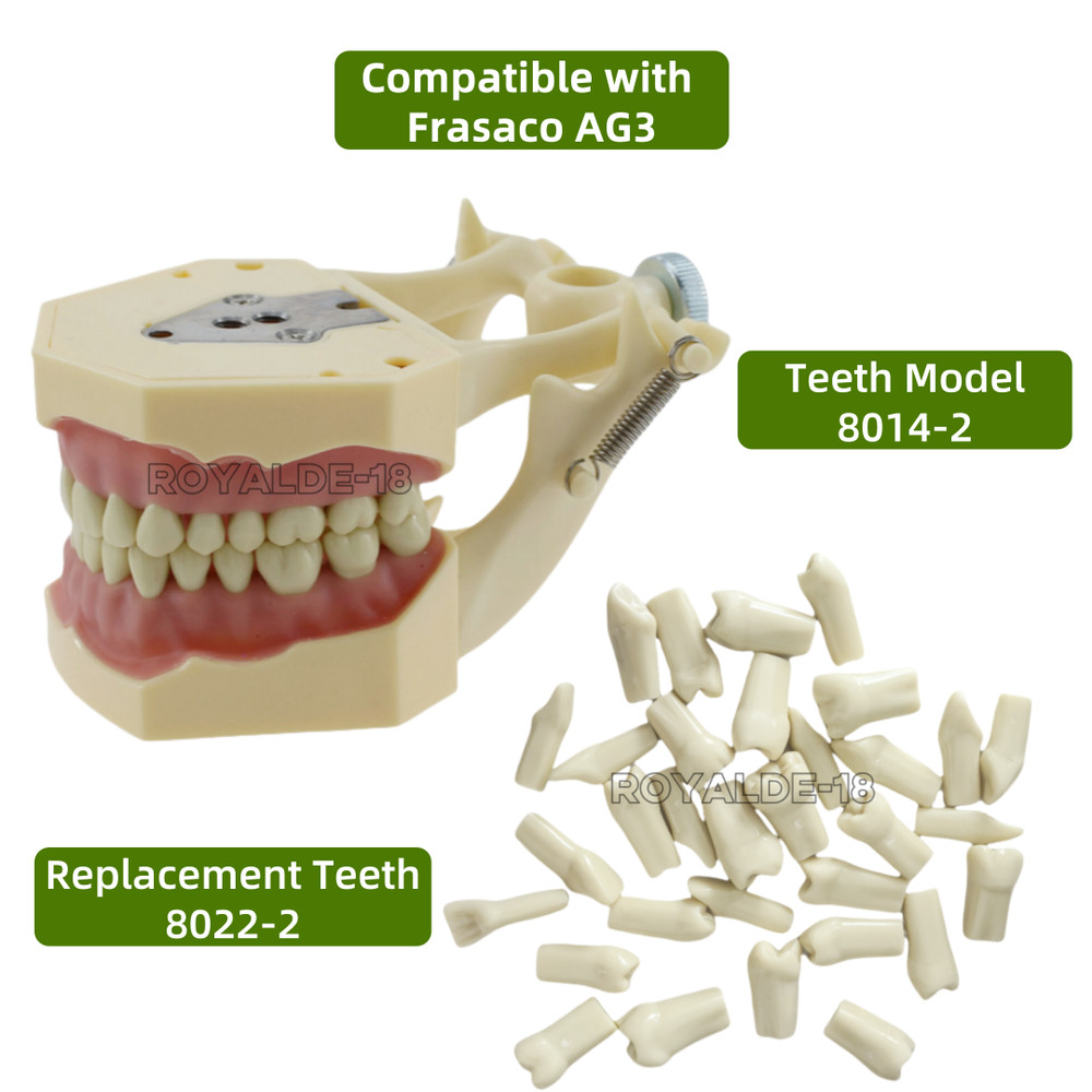 Frasaco AG3 Type Dental Typodont Restorative Standard Model 32PC Removable Teeth