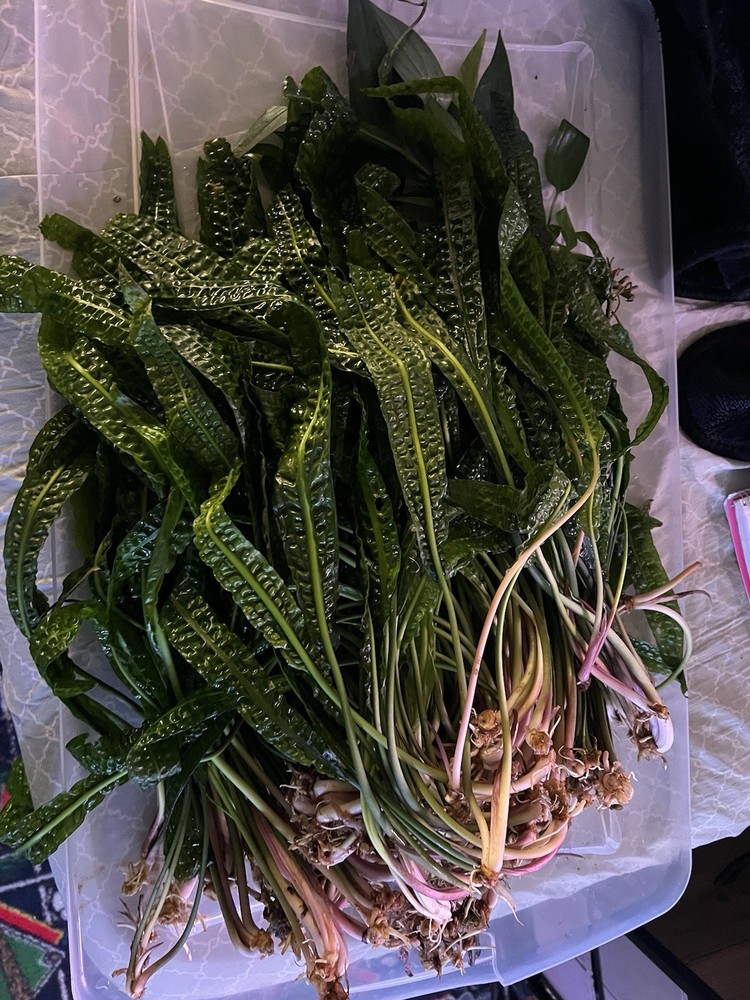 cryptocoryne aponogetifolia
