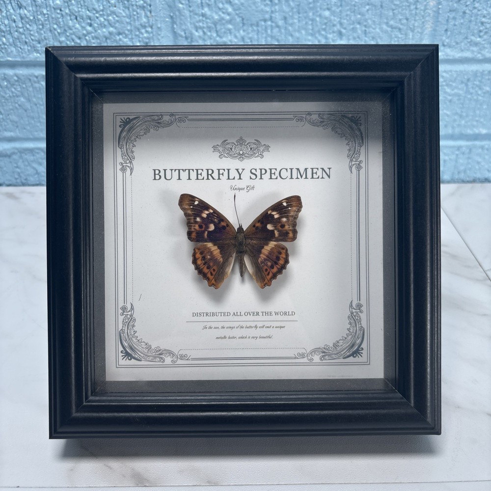 Hackberry Emperor - Butterfly Wall Art Decor Gothic Home Decor