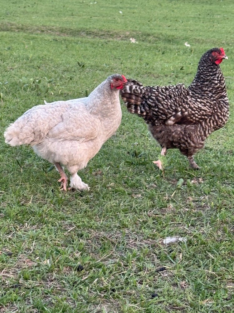 24 Chicken Egg ( Rare breeds Mix )
