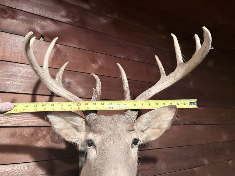 Deer Mount
