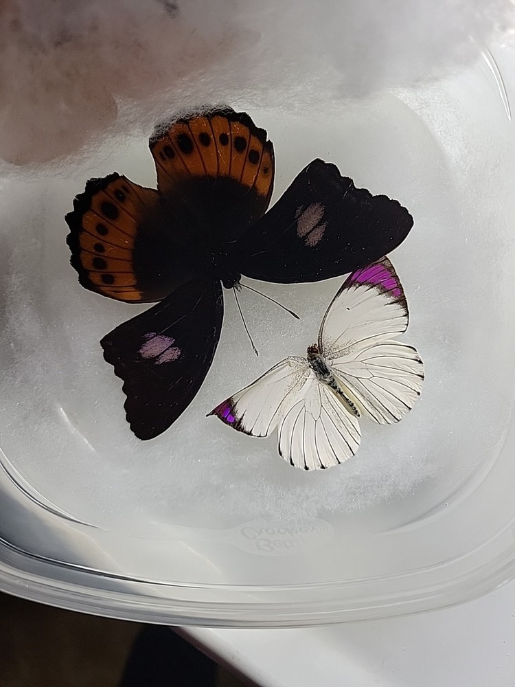REAL BUTTERFLY COLLECTION MIXED Lot 5